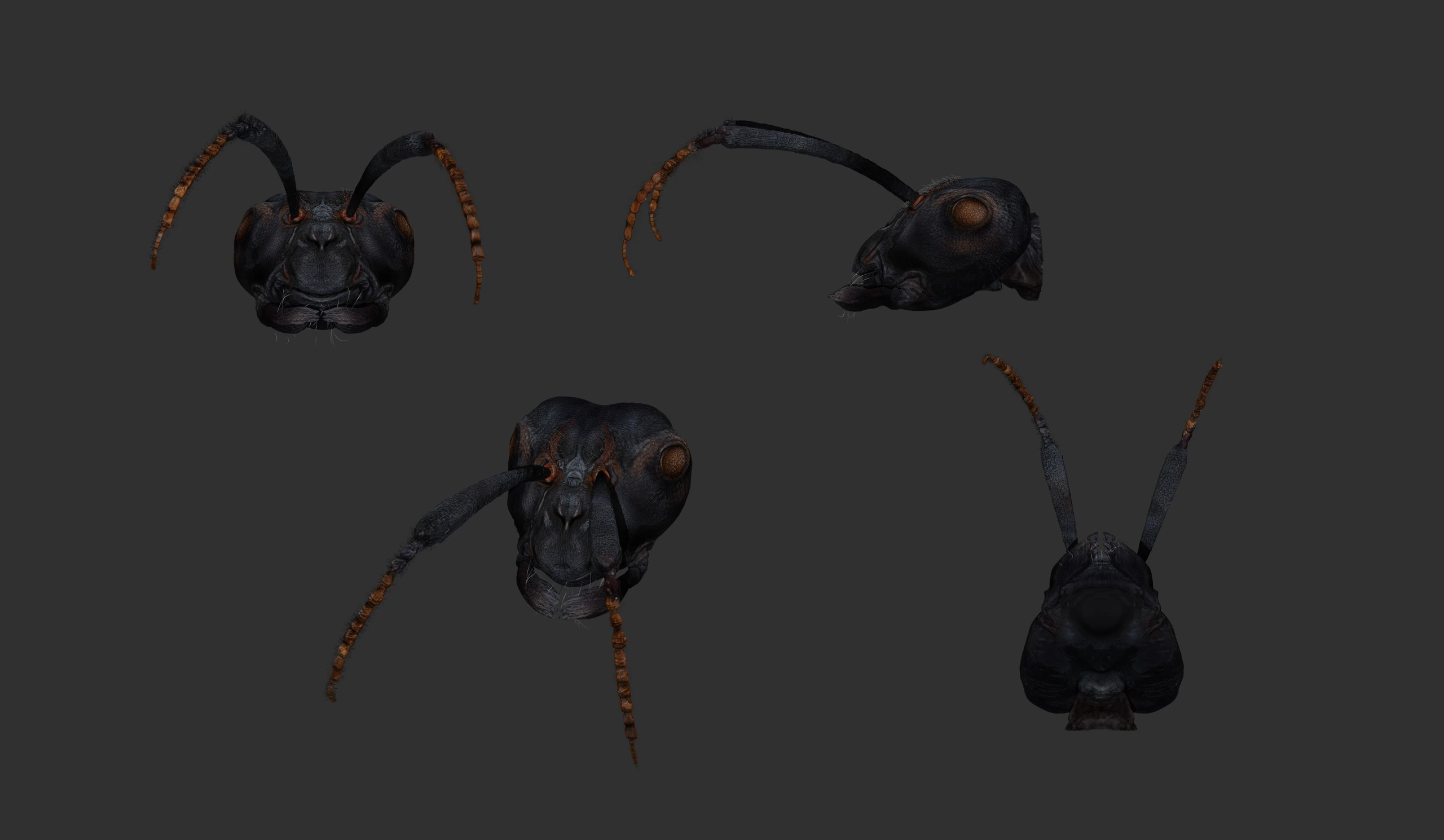 Formica, Creature sculpt · Insect · Anatomy — image 2 of 5