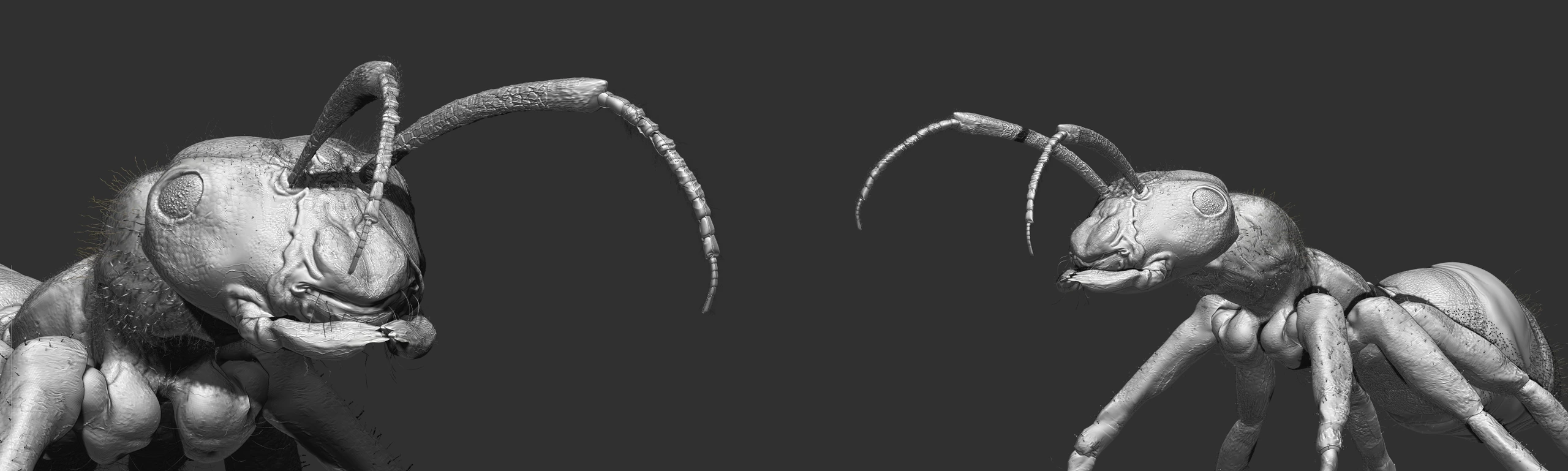 Formica, Creature sculpt · Insect · Anatomy — image 3 of 5