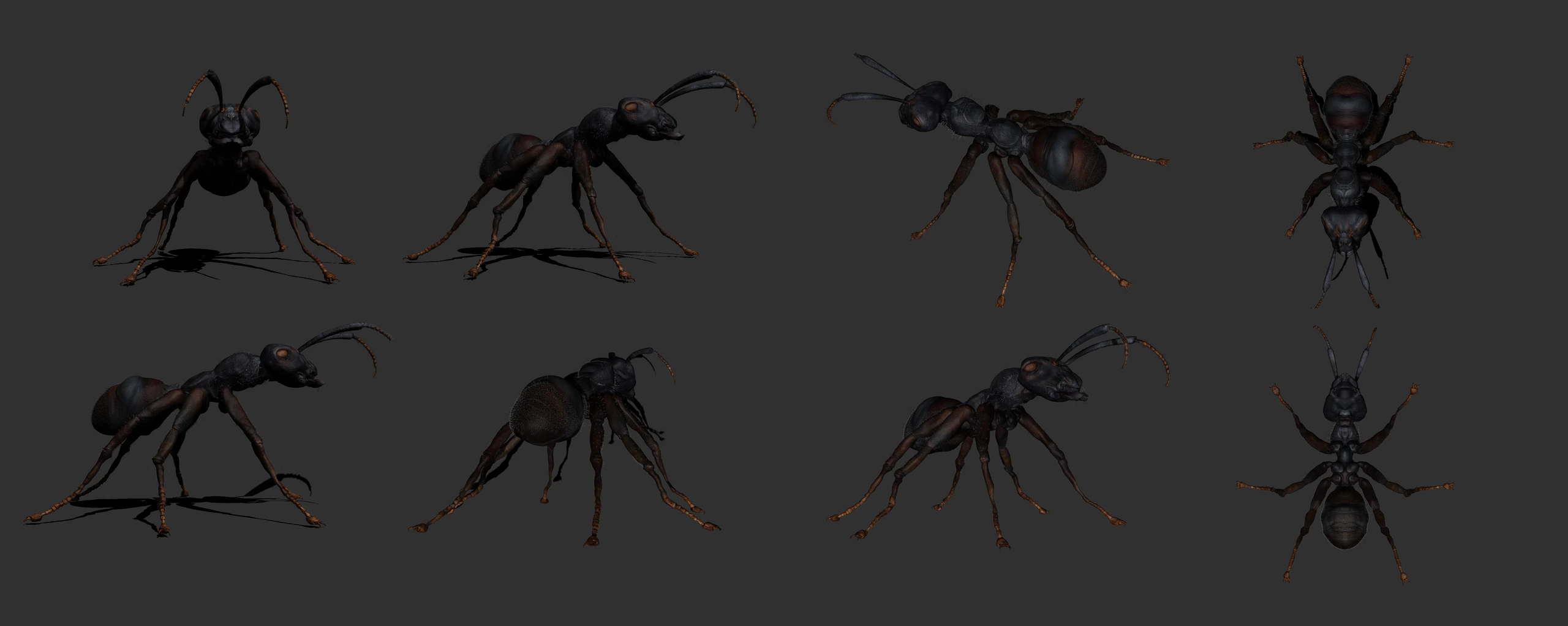 Formica, Creature sculpt · Insect · Anatomy — image 4 of 5