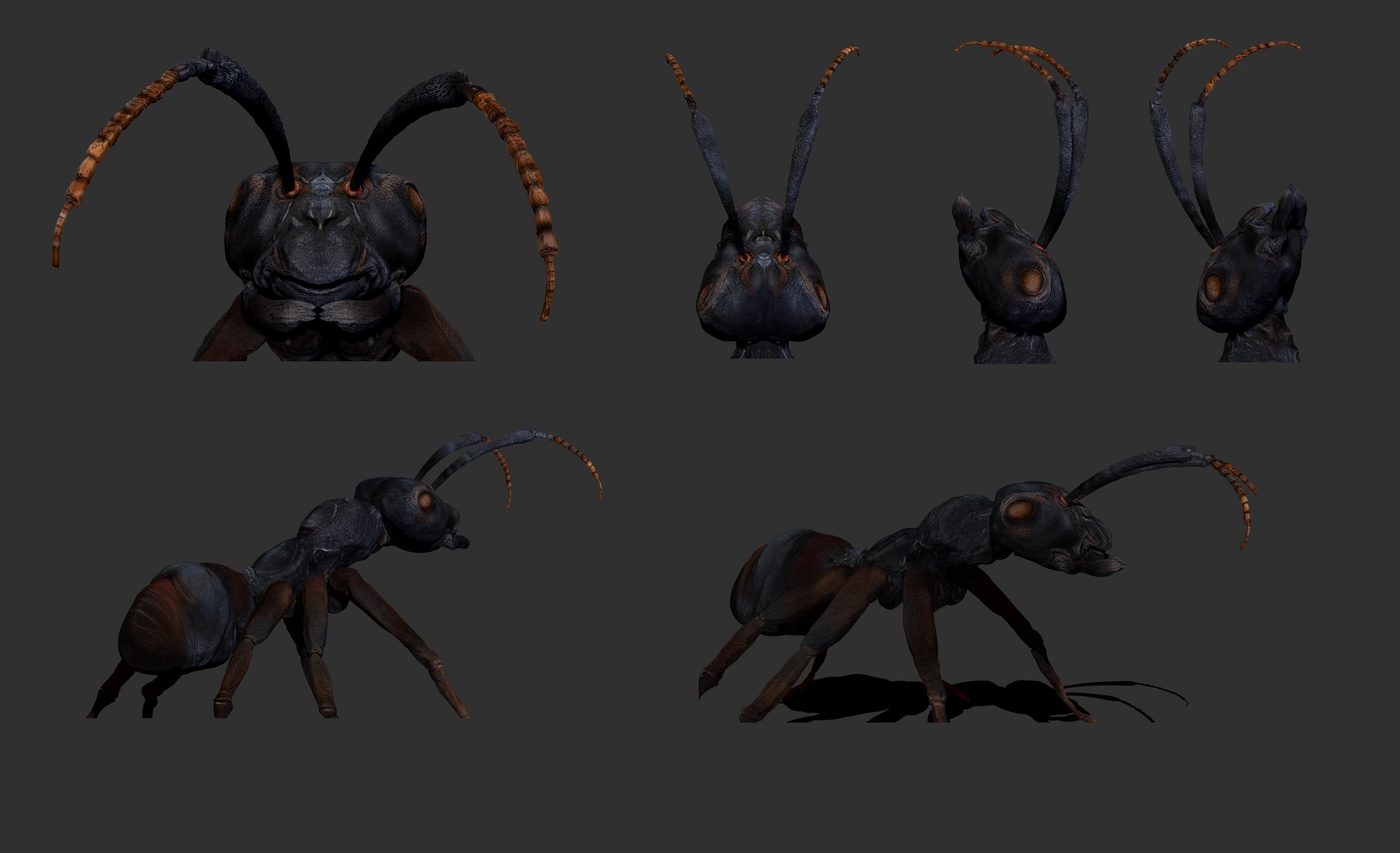 Formica, Creature sculpt · Insect · Anatomy — image 5 of 5